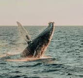 Charity: Whale Rescue Australia cover image