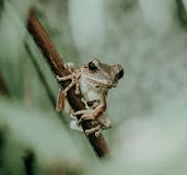 Future Forest Foundation