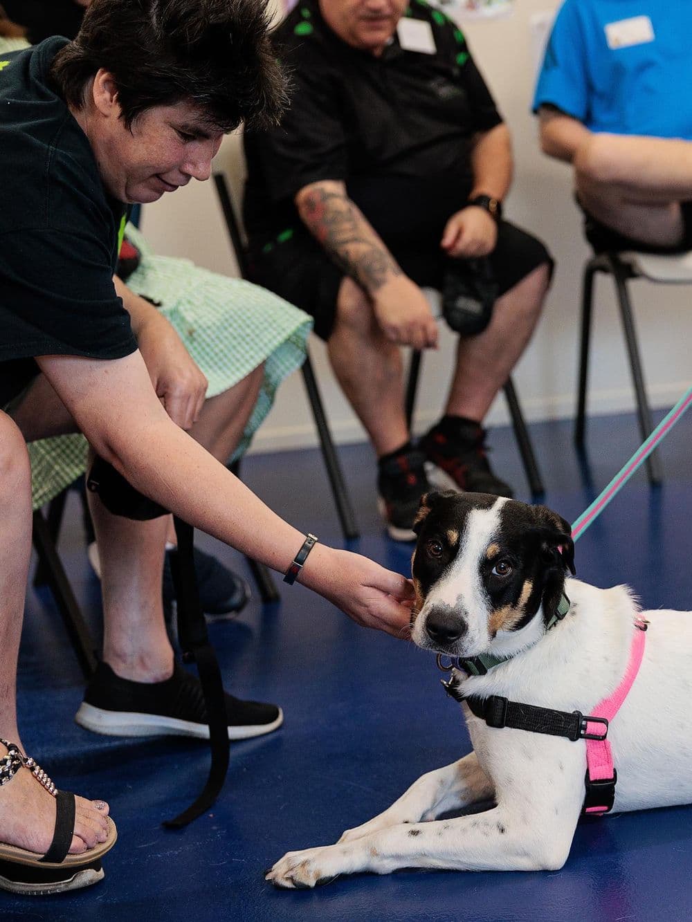 A person with dark hair is sitting on a chair on a blue floor, gently stroking a black and white speckled dog that is lying down in front of them. The dog is wearing a pink harness and is looking up at the person with a calm expression. Other people are visible, sitting in chairs in the background.